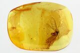 Detailed Fossil Moth (Lepidoptera) w/ Spread Wings in Baltic Amber #315503-2